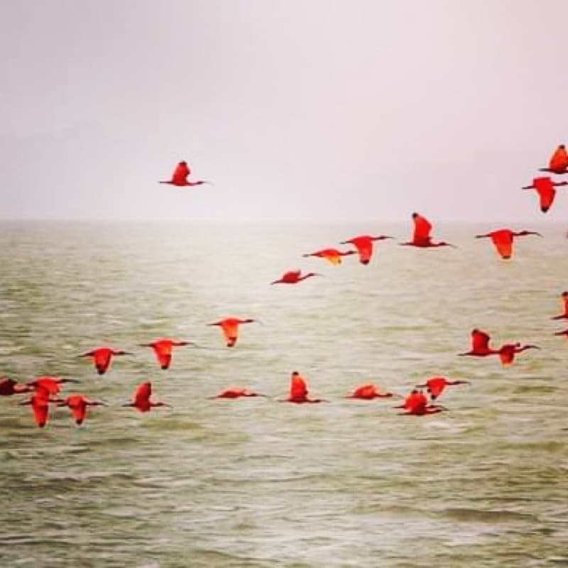 Un vol d'ibis rouges au-dessus de l'estuaire du Kourou