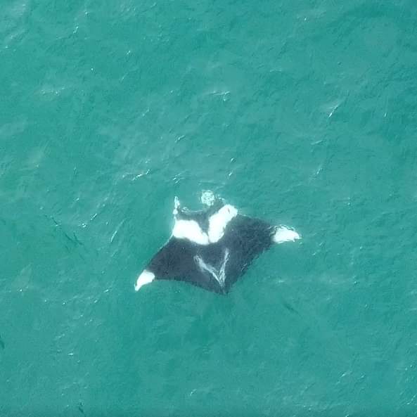 Deux dauphins nageant sous l'étrave dans une eau turquoise